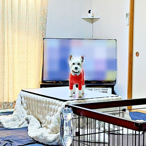 テーブルの上でじっとこちらを見つめるユキちゃん（画像提供：ユキちゃんのお姉様さん）