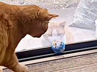 窓越しに仲良く遊ぶ（手前）ポーチくん（後ろ）若林くん（画像提供：たいしおさん）