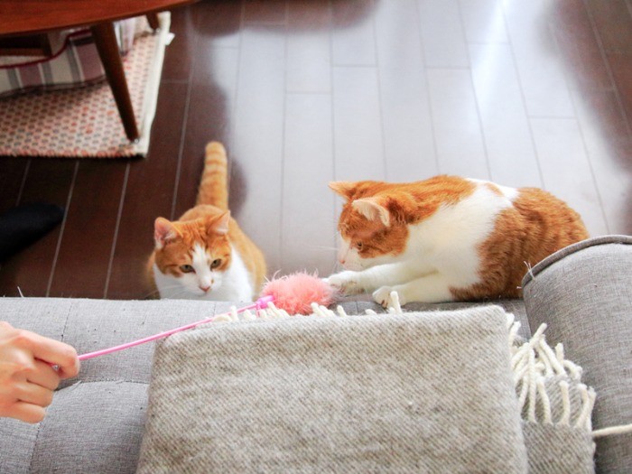 たまこ（右）も控えめに参戦しました。