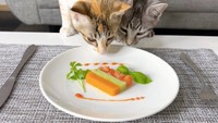 子猫たちのために料理をふるまうという飼い主さん（提供写真）