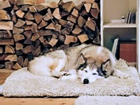 ふかふかマットの上で眠るハウルくん（画像提供：ゆきまるさん）