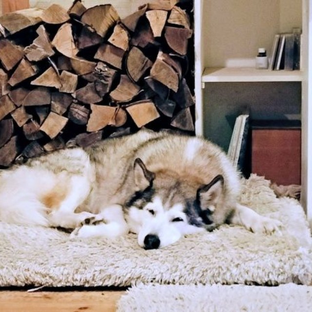 ふかふかマットの上で眠るハウルくん（画像提供：ゆきまるさん）