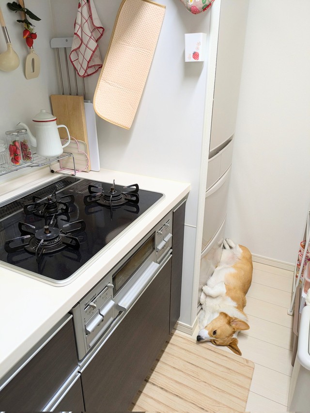 冷蔵庫前でゴロン！ 寝返りをうつこまちちゃん（画像提供：こまち@彩さん）