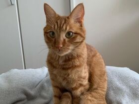 離乳食を食べられた！キャットタワーに上れた！　すべてに感動、茶トラ猫「むぎた」