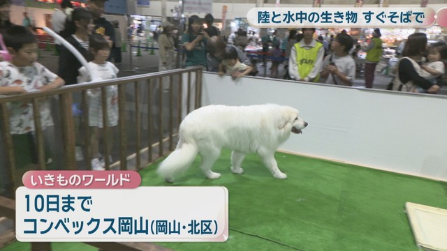 いきものワールド in コンベックス岡山
