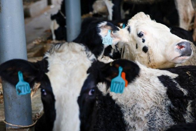 इंडोनेशिया महत्वाकांक्षी डेयरी योजना के तहत ऑस्ट्रेलिया से 1,300 गायों का आयात करता है | असाही शिंबुन: ब्रेकिंग न्यूज़, जापान समाचार और विश्लेषण