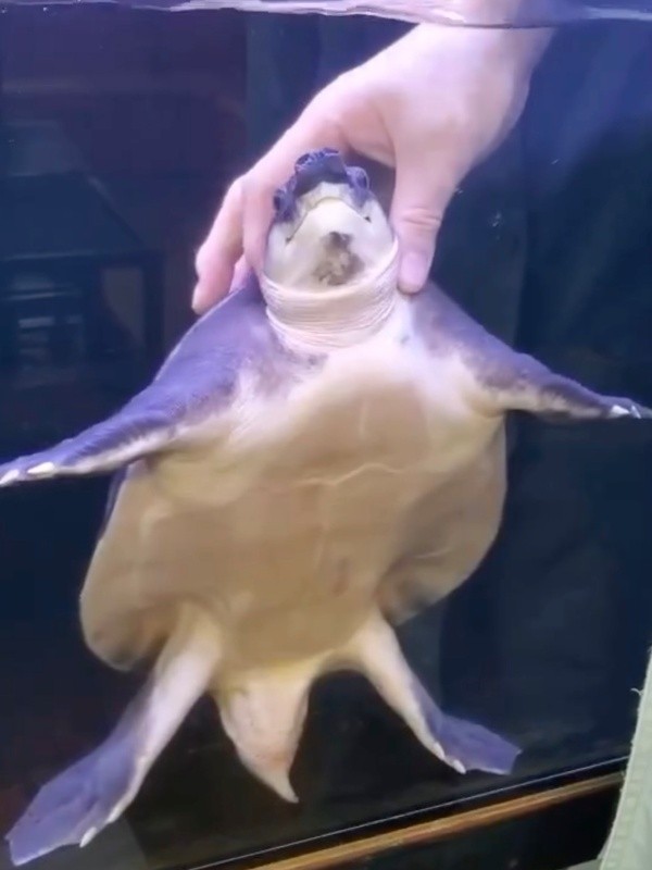 静かに首を撫でられるブタバナガメ（画像提供：corokukizさん）