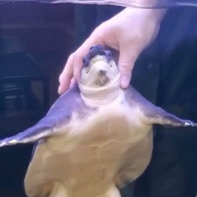 静かに首を撫でられるブタバナガメ（画像提供：corokukizさん）