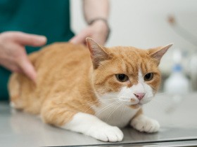 すっかり家猫らしくなった元野良猫「はち」　実はストレスに弱いと知った夏のできごと