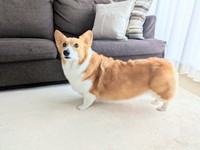 飼い主さんを見つめるこまちちゃん（画像提供：こまち@彩さん）