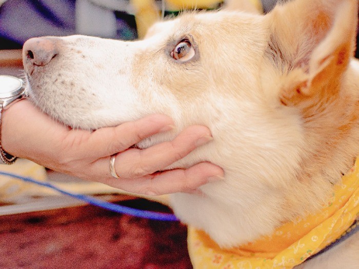 預りさんと暮らす日数はさまざま。短いと数週間、長いと1年を超えることも。photo by ムロヒロミ