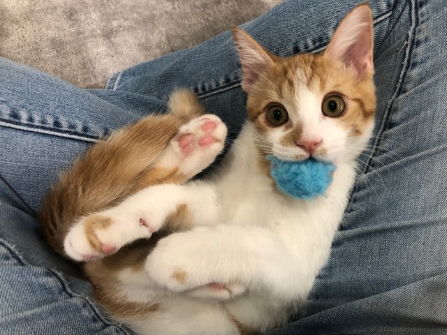 こんな目で見つめられたらたまらない