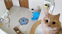 キャットタワーに駆け上がって見守りカメラを見つめるつきみくん（画像提供：つきみねこさん）