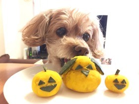 愛犬似？のカボチャケーキでハッピー・ハロウィン！