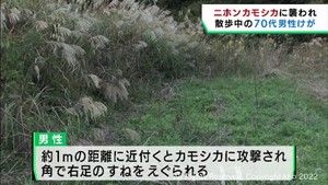 ニホンカモシカに襲われ７０代男性けが　宮城・気仙沼市の市道