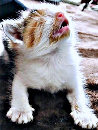 保護時、生後3週間。目やにで目は閉じ、鼻が詰まって口呼吸していたサラちゃん（画像提供：にゃさん）