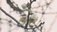 平年より25日早く　栗林公園で梅の開花を発表（栗林公園　19日午後４時前）