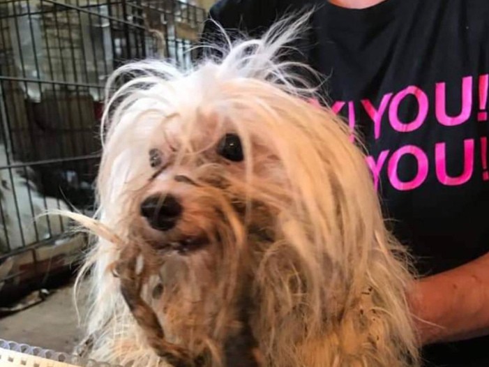 マルチーズの「サリー」改め「カブ」。保護した頃の様子（ケンの家提供）