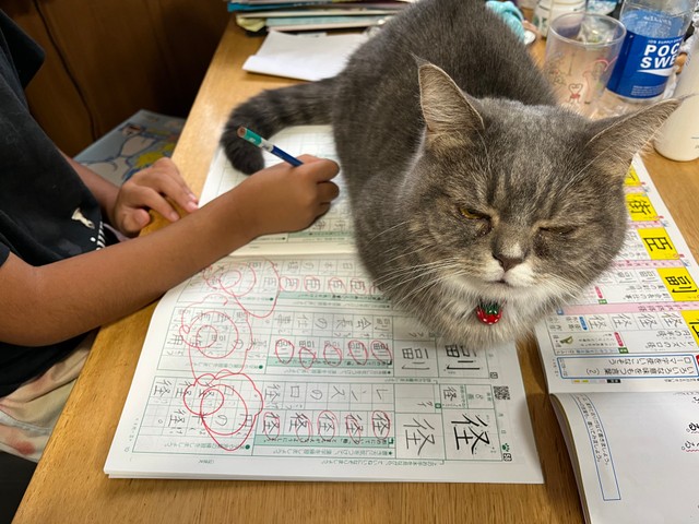 宿題中にも関わらず、教材の上に居座るラムちゃん（提供：🐾ラム@極短マンチカン🐾さん）