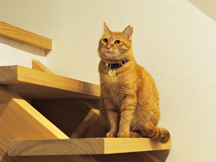 来客にビビるしずく