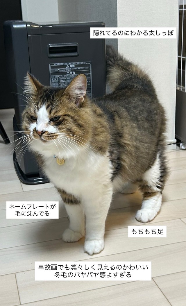 冬毛のフォルム最高！ほたてくん（飼い主さん提供）