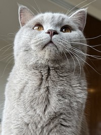 ドアの外ではこんなお顔をしていたのかも…！？（画像提供：もめんさん）