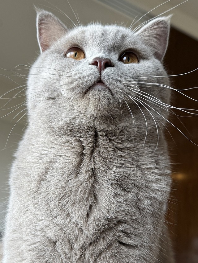 ドアの外ではこんなお顔をしていたのかも…！？（画像提供：もめんさん）