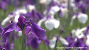 色とりどりのハナショウブが見頃　宮城・栗原市あやめ園
