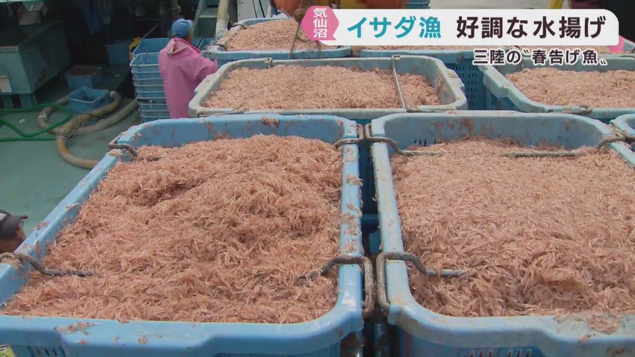 三陸に春を告げるイサダ漁　宮城・気仙沼港では好調な水揚げ