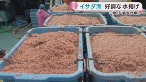 三陸に春を告げるイサダ漁　宮城・気仙沼港では好調な水揚げ