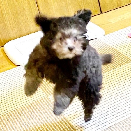 ベビ期、顔の中央から被毛の色合いが変わってきましたエマちゃん（画像提供：エマです！さん）