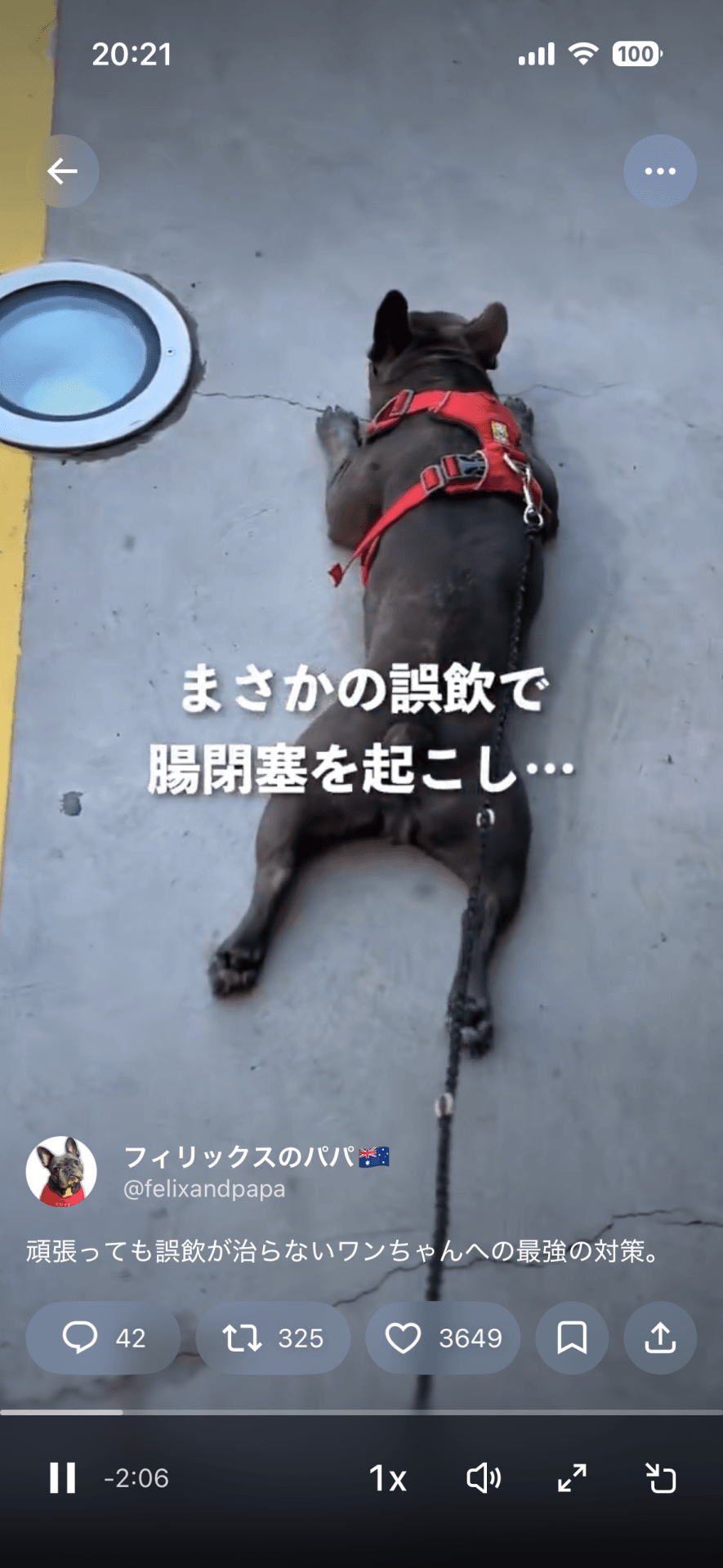 オーストラリアで暮らすフィリックスちゃん