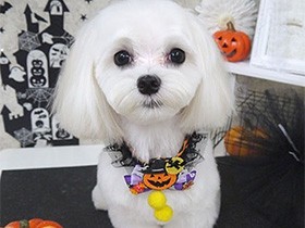 トリミングが終わったよ　マルチーズの「スア」