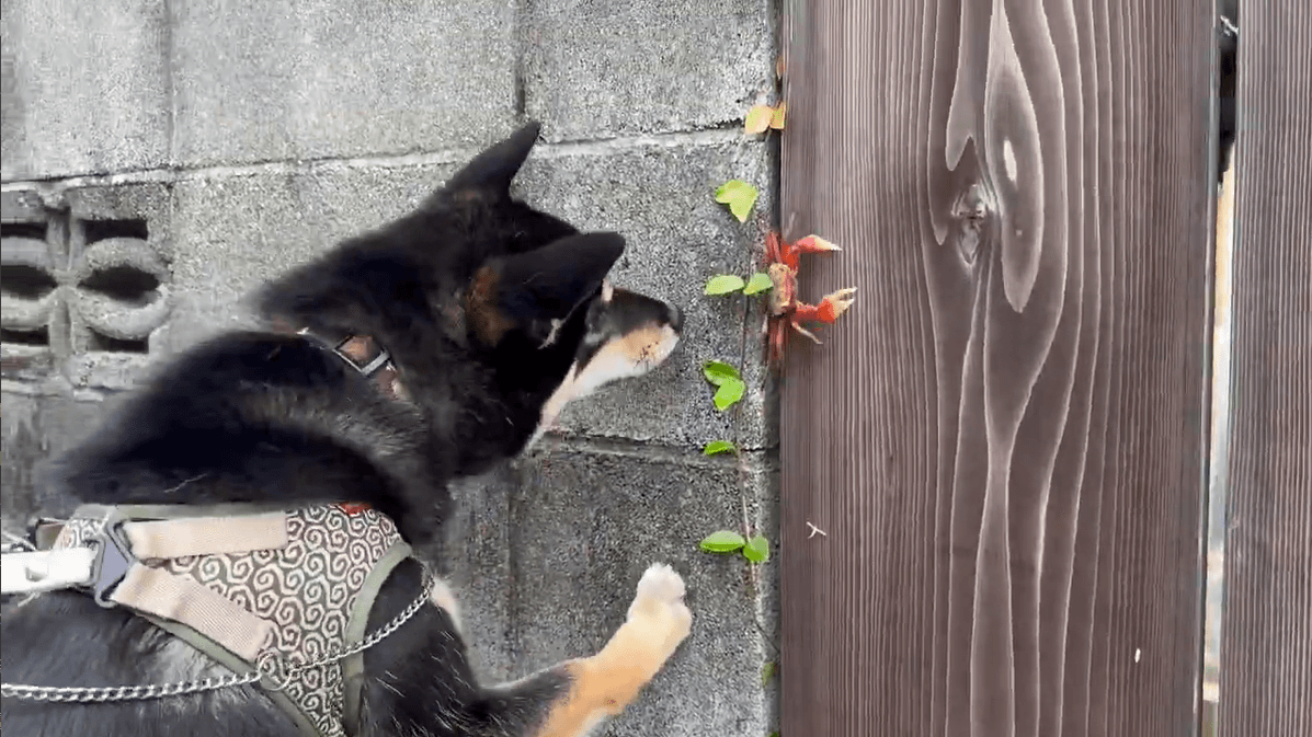 お鼻を近づけ、カニにごあいさつ（提供：柴犬おこげさん）
