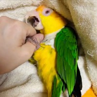 あたたかい毛布に包まれて甘えん坊タイムを過ごすポーくん（画像提供：タイラーさん）