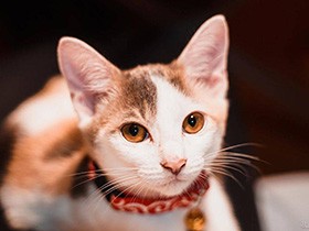 美少女感を漂わせつつ、しょうが焼きを狙っている三毛猫「ういろ」　