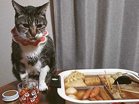 おいしそうなテーブルでいい子にしてるよ！　保護猫「ちっち」