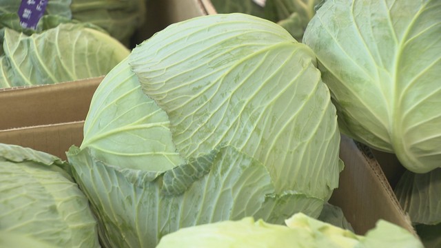 新鮮なキャベツの見分け方は？長持ちさせるには？　キャベツ農家に聞いてみた【みんなのハテナ】
