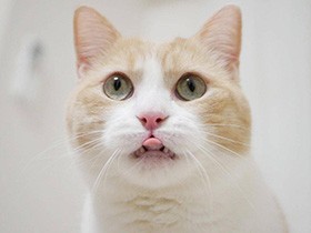 ペットカメラからおやつを盗む、器用な食いしん坊　スコティッシュフォールド「あき」