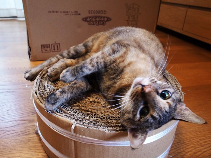 爪研ぎの上でゴロゴロ