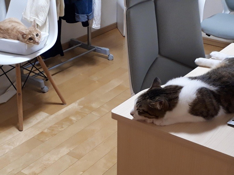 娘たちの部屋でくつろぐジャッキーときなこ