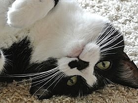 白黒の猫も、個性いろいろ　イラストに描いてキャラクター化