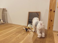 お気に入りのおもちゃを鏡の前に並べています（マルチーズのぽんさんTwitterより）