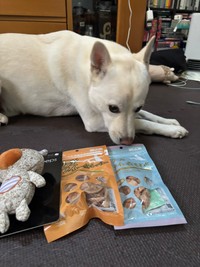 先日、推定4歳の誕生日を迎えた永遠（とわ）くん（雑種犬☆永遠（とわ）TOWA【公式】提供）