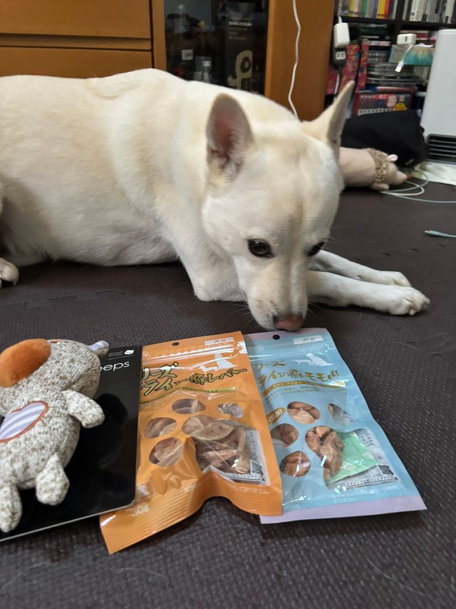 先日、推定4歳の誕生日を迎えた永遠（とわ）くん（雑種犬☆永遠（とわ）TOWA【公式】提供）