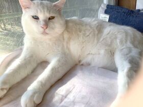 放浪しボロボロになったオッドアイの白猫　終のすみかが見つかる