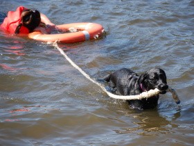 あちこちの病院で診察を断られた犬も激変　行動学で診療現場を変えた動物看護スタッフ