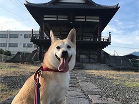 お寺と和犬　味わい深い、日本のお散歩風景　柴系MIX「はる」