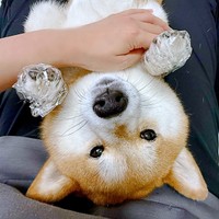 肉球パック中♡ 飼い主さんとまったりするあずきちゃん（画像提供：林さん）