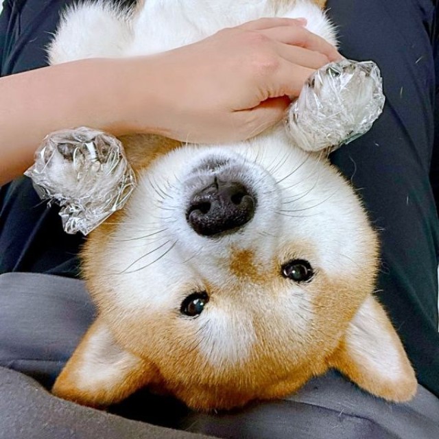 肉球パック中♡ 飼い主さんとまったりするあずきちゃん（画像提供：林さん）